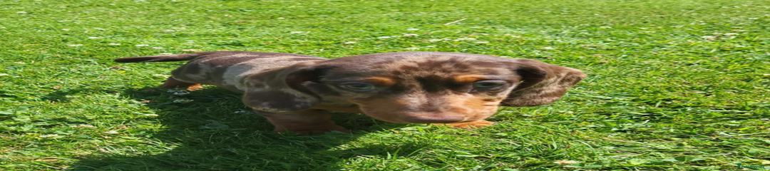 Miniature Dachshund Puppy 4