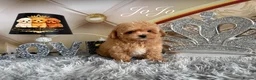 Maltipoo dogs for sale: Tiny teddy Maltipoo- from Asian teddy poodle dad - Advert 4