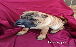 Shar Pei dogs for sale: Sujarah Shar Pei Puppies Available  - Image 12