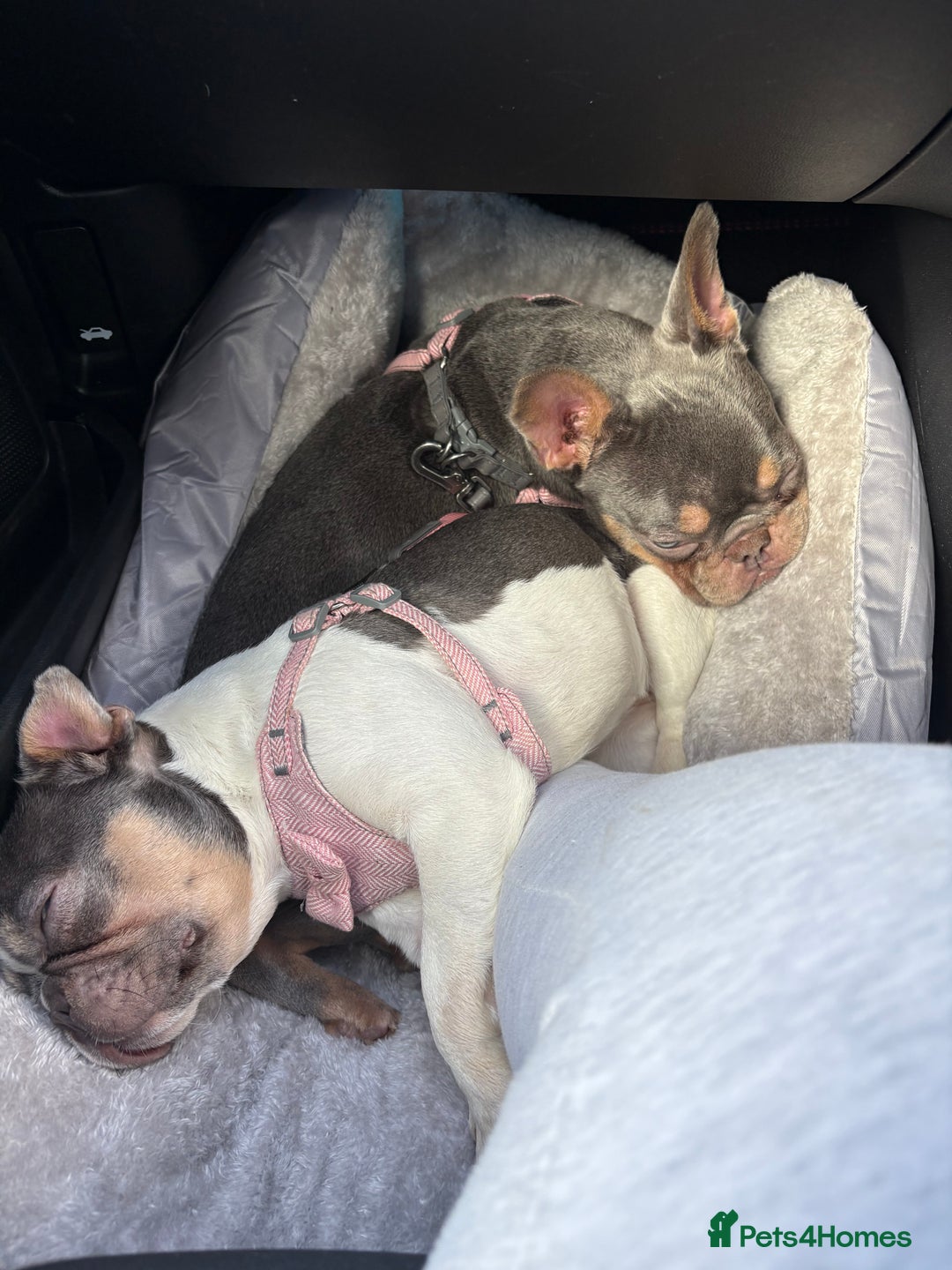 French Bulldog dogs for sale: 2 French bulldog sisters  - Advert 10