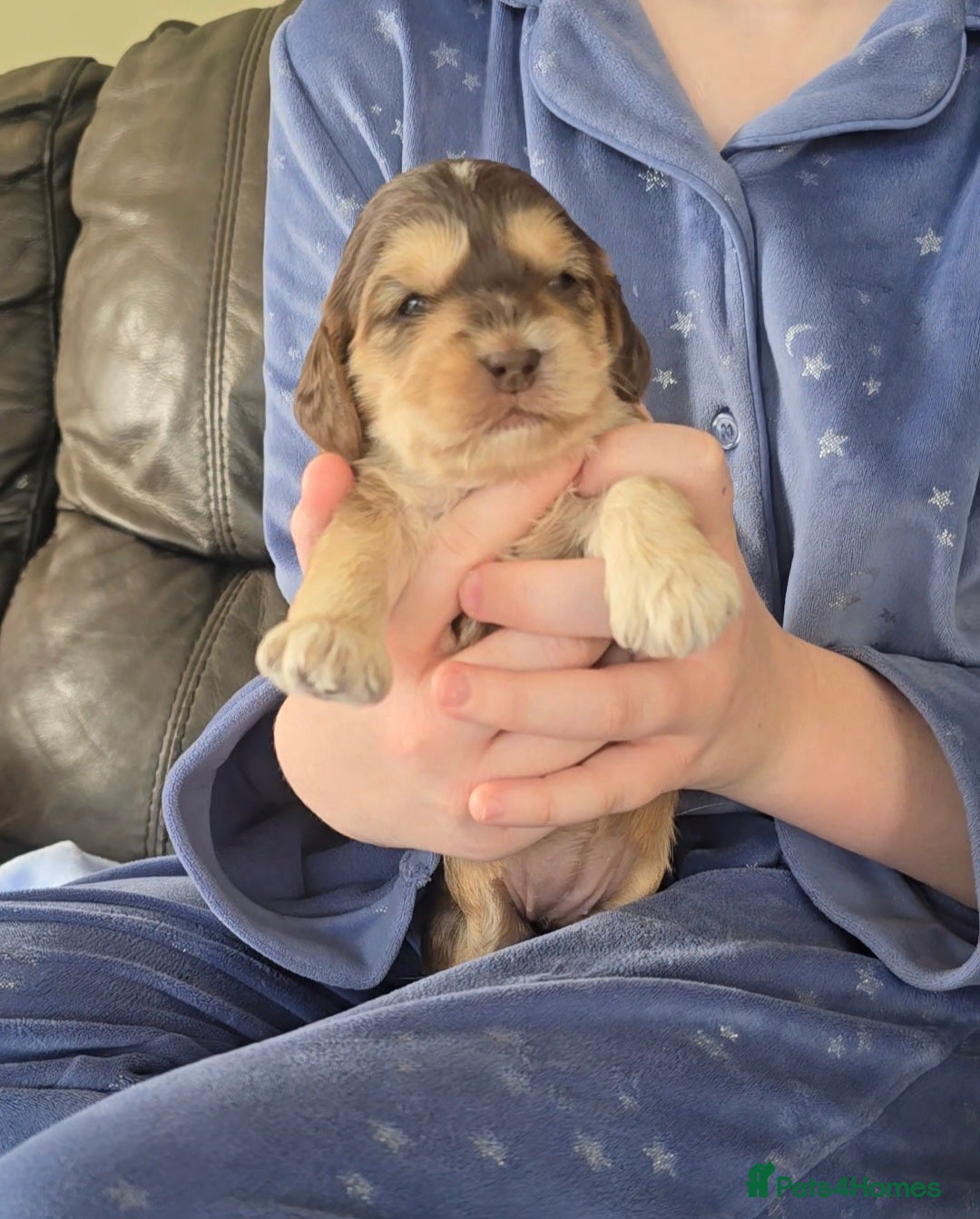Cockapoo dogs SHOW F1 cockapoos licensed breeder. - Advert 2