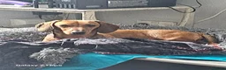 Dachshund dogs for sale: Beautiful standard dachshund  - Advert 7