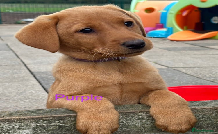 Labrador Retriever dogs - Advert 3