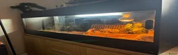 Bearded Dragon reptiles for sale: Name: rocco  in Lancaster - Advert 5