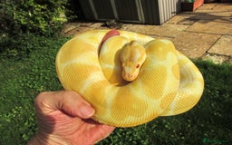 Python Snake reptiles for sale: Albino ball python male - Image 4