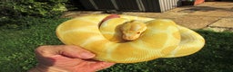 Python Snake reptiles for sale: Albino ball python male - Advert 4
