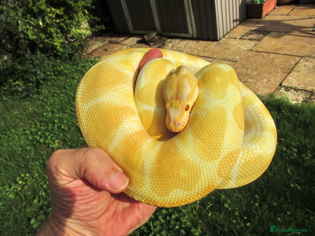 Python Snake reptiles for sale: Albino ball python male - Image 4