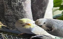 Budgerigars birds for sale: Young budgies for sale - Image 1