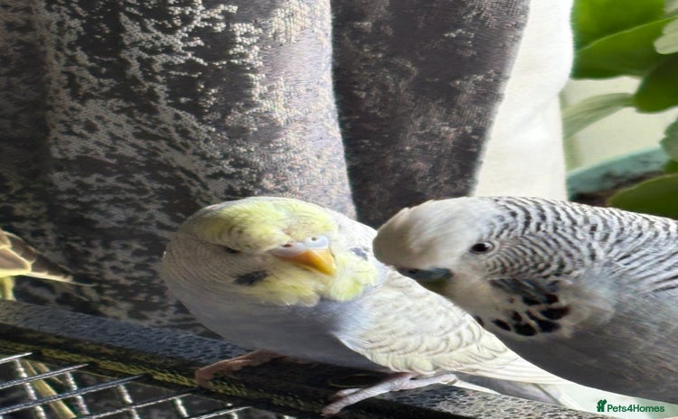 Budgerigars birds - Advert 1