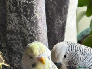 Budgerigars birds - Advert 2