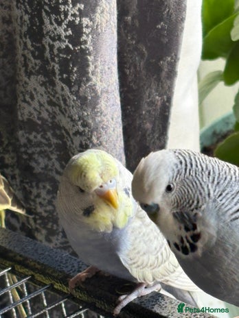 Budgerigars birds - Advert 1