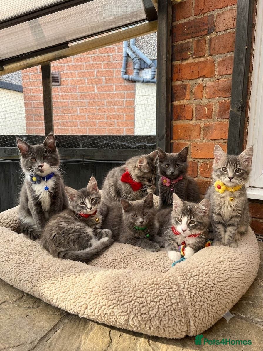 Maine Coon cats TICA Registered Maine Coon Kittens  - Advert 6