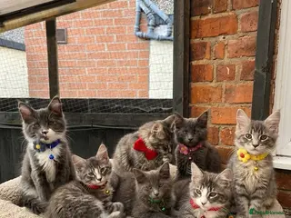 Maine Coon cats TICA Registered Maine Coon Kittens - Advert 6