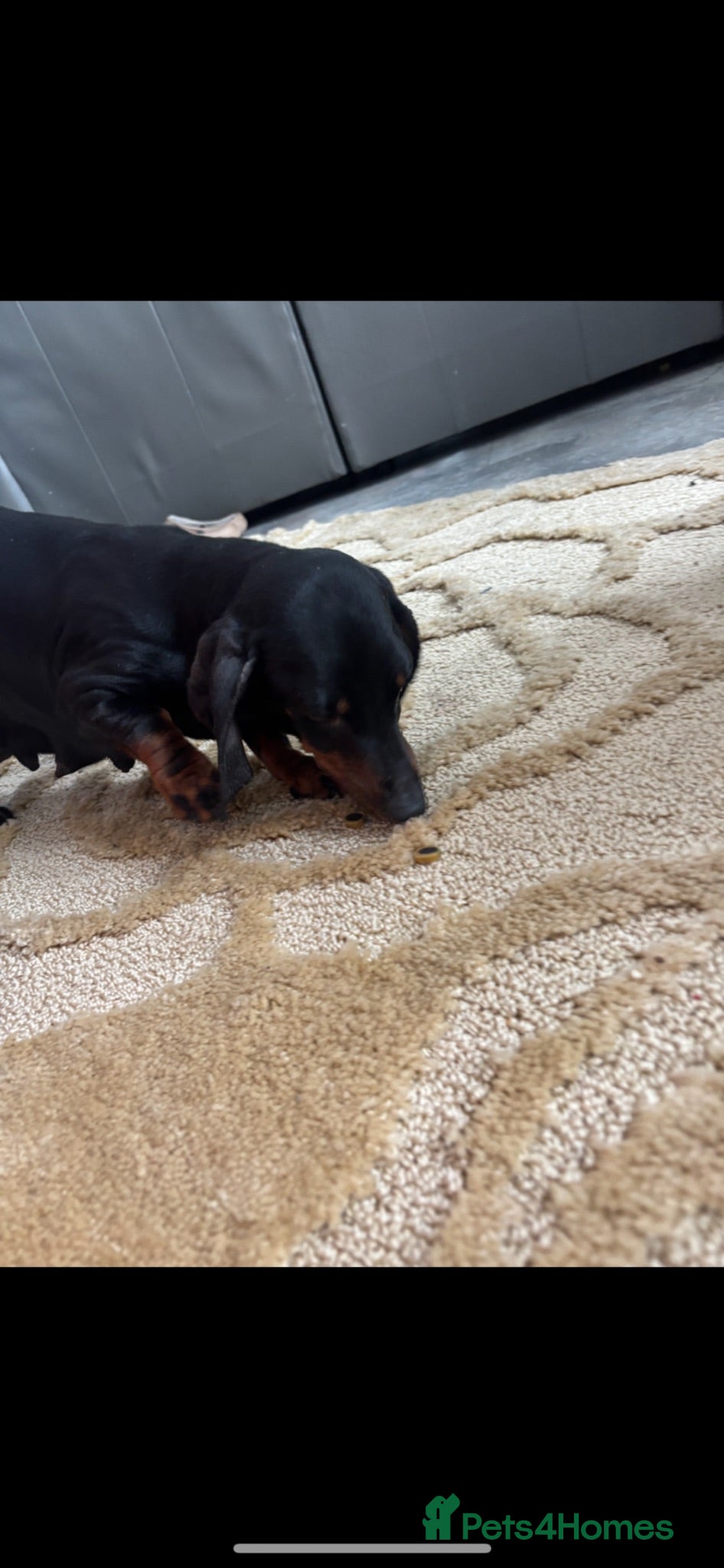 Miniature Dachshund dogs Miniature dachshund puppies - Advert 1