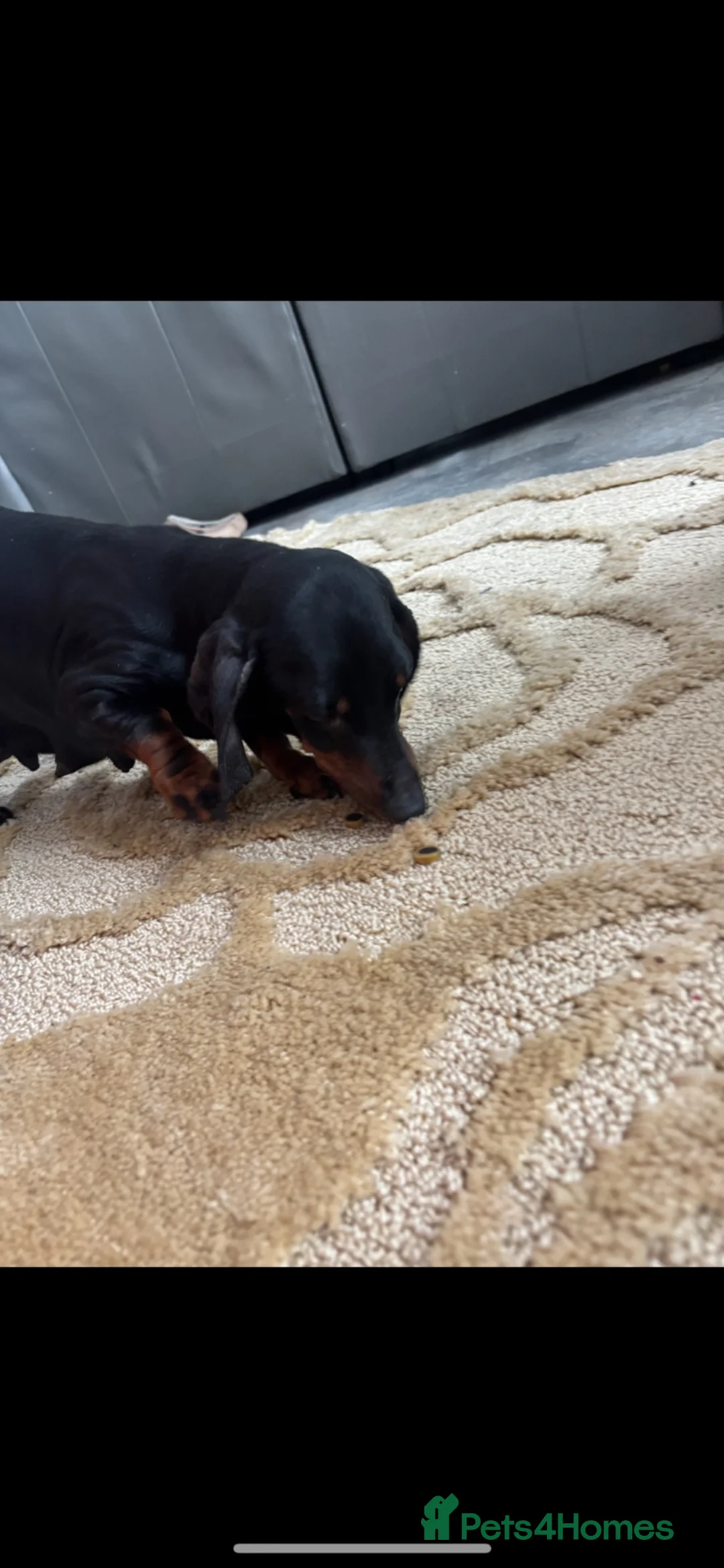 Miniature Dachshund dogs for sale: Miniature dachshund puppies - Advert 1