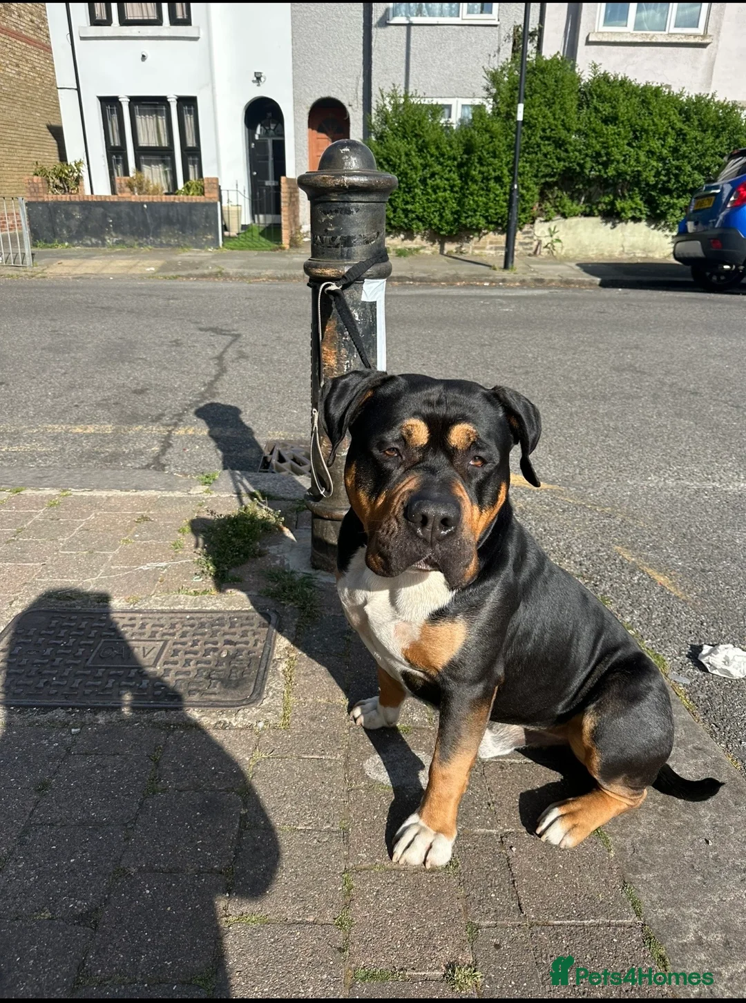 Old Tyme Bulldog dogs for stud: Old English bulldog cross for stud. - Advert 2