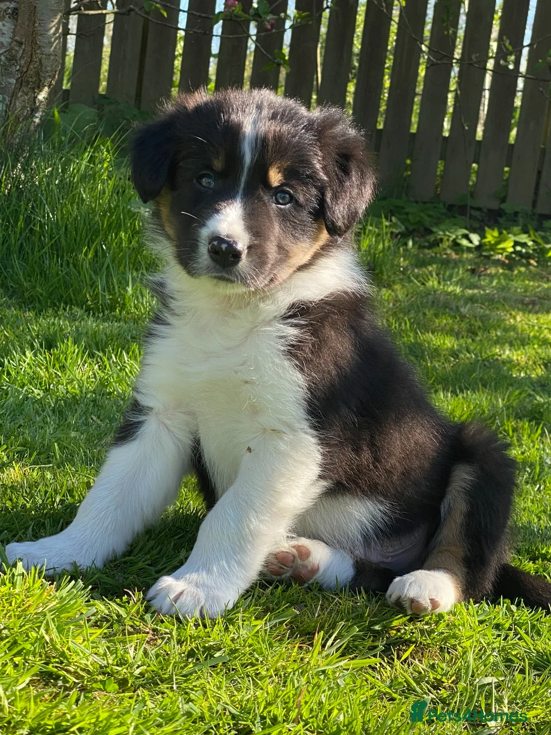Border Collie dogs for sale: Border Collie Puppies Fully Health Tested Parents - Advert 1