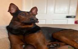 Chinese Red Dog dogs for sale: TodDaniels - Advert 4