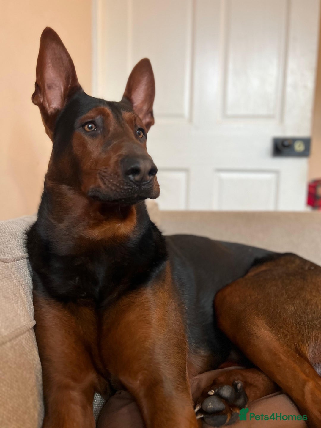 Chinese Red Dog dogs for sale: TodDaniels - Advert 4