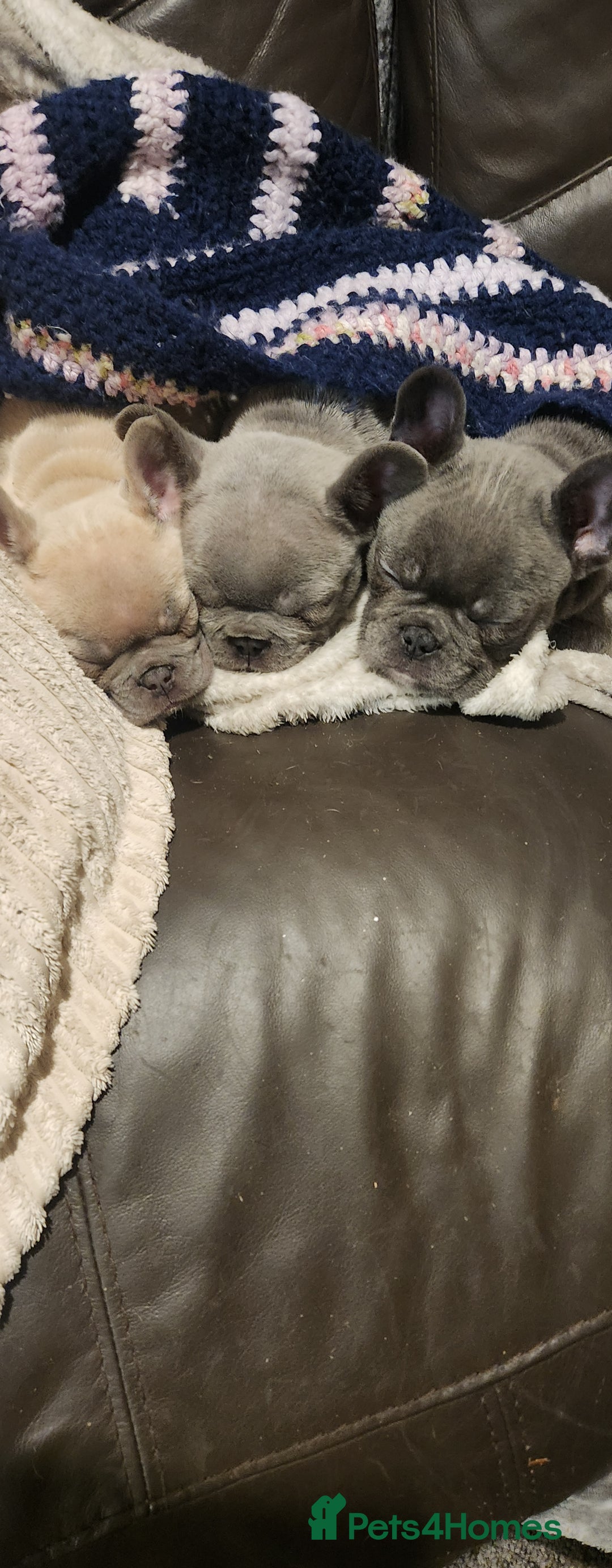French Bulldog dogs for sale: French bulldog  - Advert 10