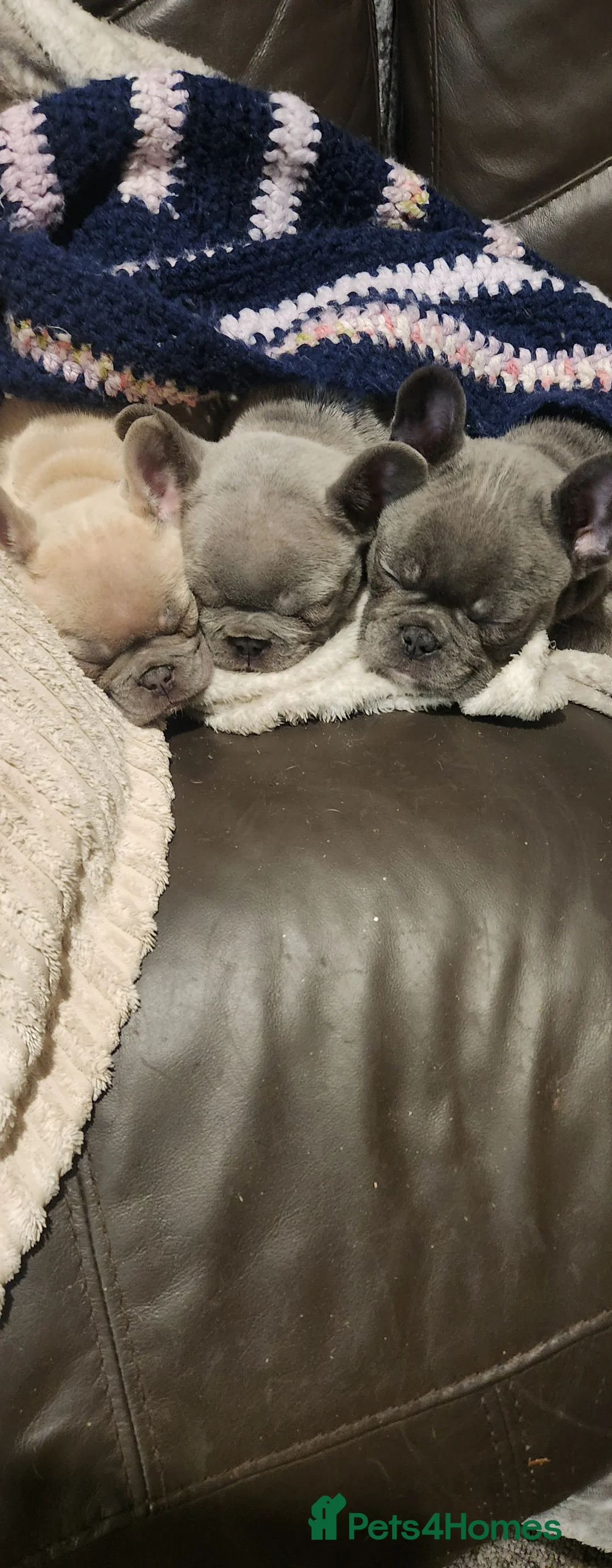 French Bulldog dogs for sale: French bulldog  - Advert 10