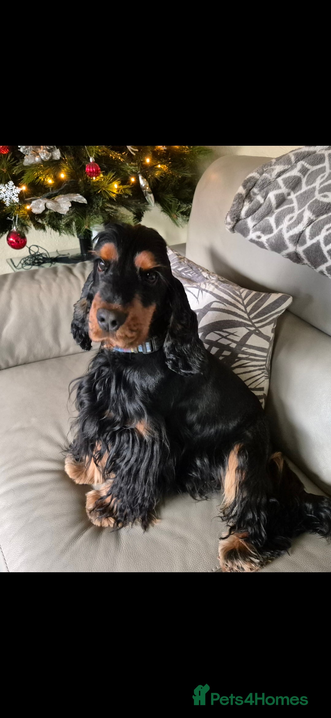 Cocker Spaniel dogs Show cocker spaniel stud in Brentwood - Advert 3