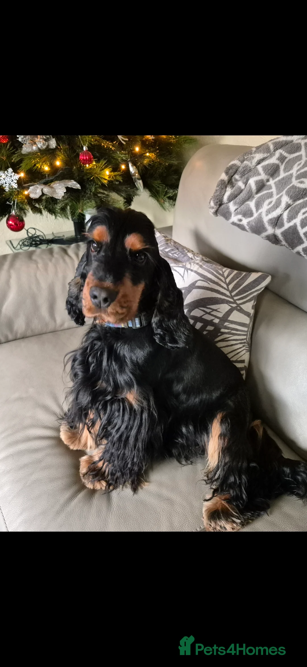 Cocker Spaniel dogs for stud: Show cocker spaniel stud in Brentwood - Advert 1