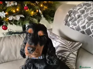 Cocker Spaniel dogs Show cocker spaniel stud in Brentwood - Advert 17