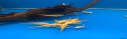 Other/Mixed Breed fish for sale: Plec’s, Angel Fish and Shrimp for sale  - Advert 3