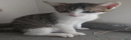 Mixed Breed cats for sale: Looking for a Home – Free to the Right Family  - Advert 3