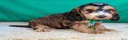 Cockapoo dogs for sale: Your Next Furry Family Member Awaits!  - Advert 3