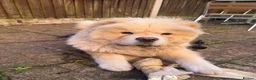 Chow Chow dogs for sale: Barnaby the chow chow - Advert 1