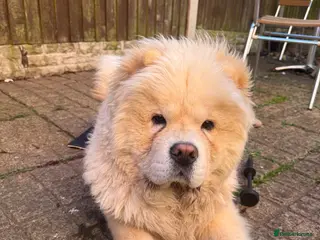 Chow Chow dogs Barnaby the chow chow - Advert 1
