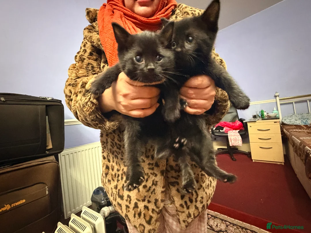 Mixed Breed cats for sale: Kittens for sale - Advert 2