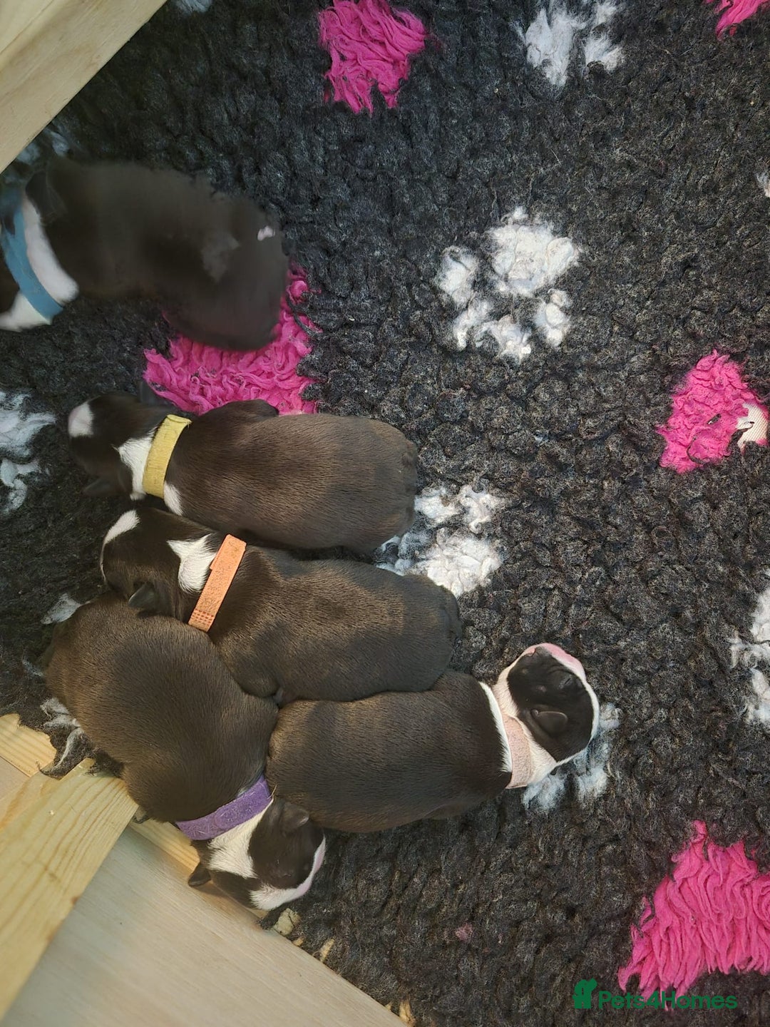 Boston Terrier dogs for sale: Stunning true to type wildax litter - Image 2