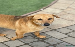 Mixed Breed dogs for adoption: Cute Jerry Needs Love  - Image 5