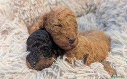 Toy Poodle dogs for sale: 3 Beautiful Boys  - Image 3
