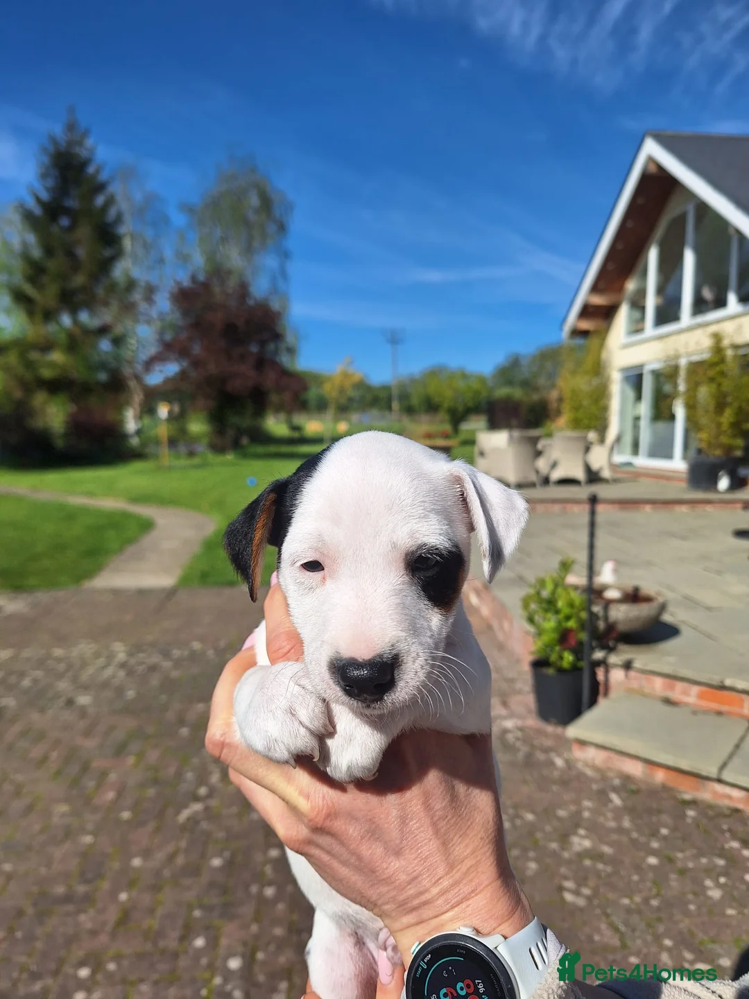 Jack Russell dogs for sale: Jack Russel Terrier Puppies - Advert 17