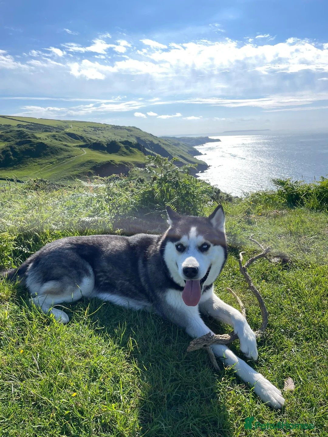 Siberian Husky dogs for stud: Gorgeous siberian husky for stud - Advert 6