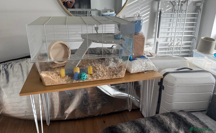 Gerbil rodents - Advert 15