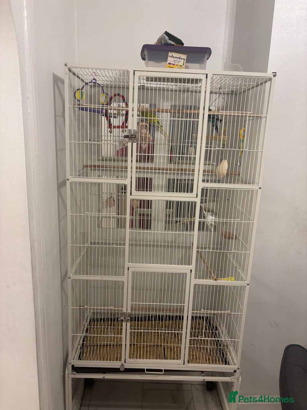 Budgerigars birds for sale: budgies for sale  - Image 5