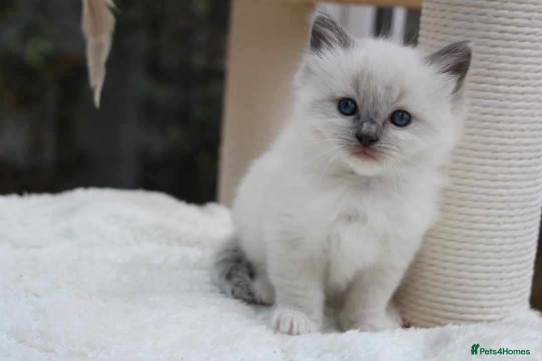 Ragdoll cats for sale: Blue Lynx Bicolour Ragdoll TICA Registered  - Advert 14