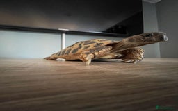 Hermann Tortoise reptiles for sale: 8 yr old Herman Tortoise- Podrick  - Image 2