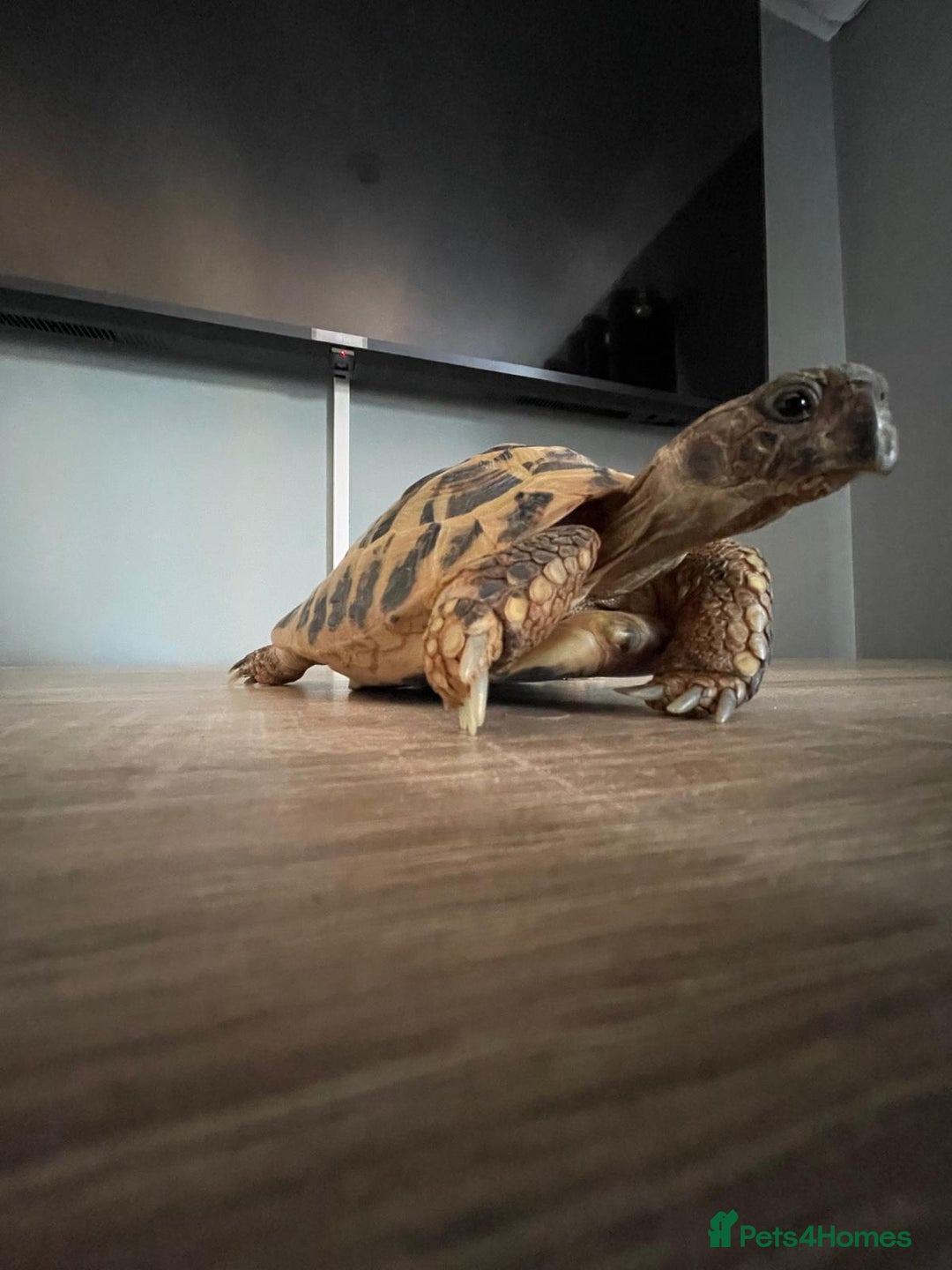 Hermann Tortoise reptiles for sale: 8 yr old Herman Tortoise- Podrick  - Image 2