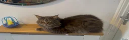 Maine Coon cats for stud: MAINE COON STUD BOY - Advert 6