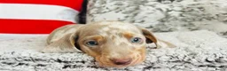 Miniature Dachshund dogs for sale: Beautiful miniature dachshund puppies - Advert 36