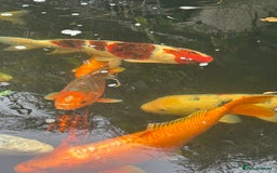 Koi Carp fish for sale: Complete Koi carp set up for sale - Image 5