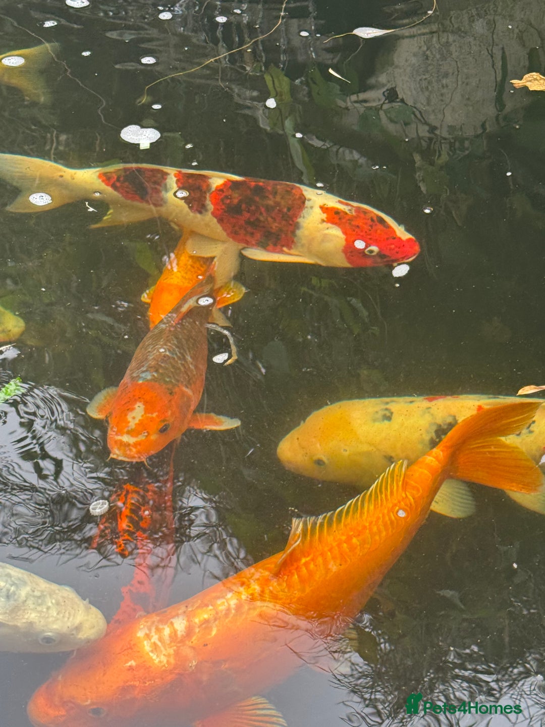 Koi Carp fish for sale: Complete Koi carp set up for sale - Image 5