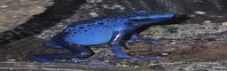 Frog reptiles for sale: Dendrobates tinctorius Azules Dart Frog Tadpoles - Advert 3