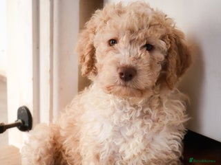 Lagotto Romagnolo dogs *READY NOW*10 WKS OLD* KC Reg Full Health Tested - Advert 8